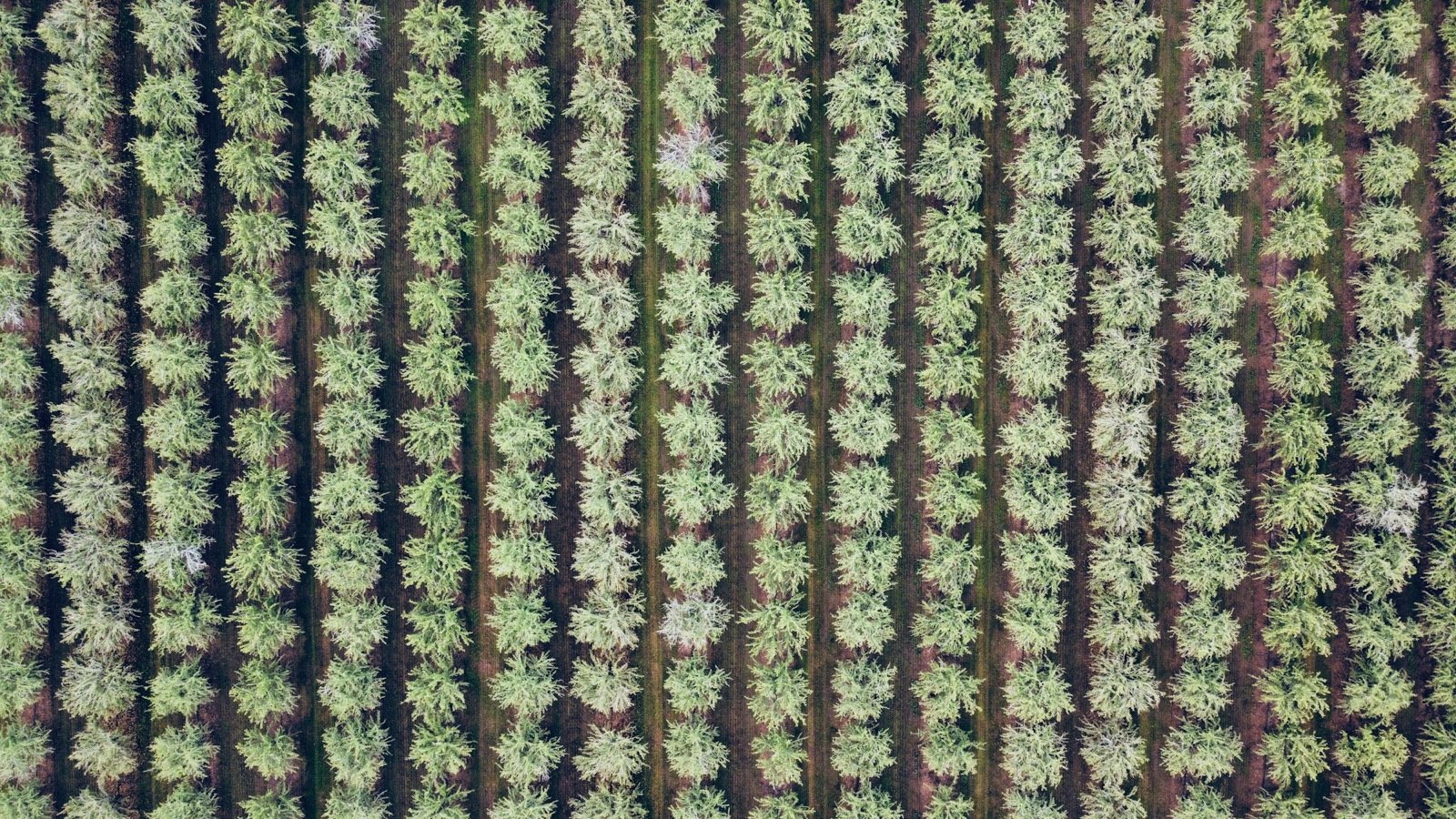 Aerial view of orchard rows in bloom