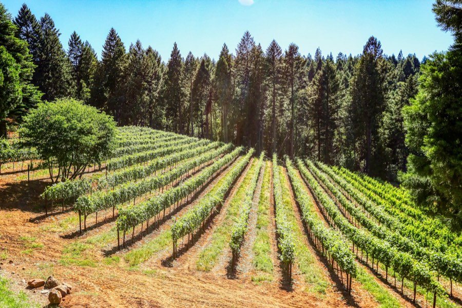 Rows of young grapevines on a sloped foothill vineyard bordered by pine forest